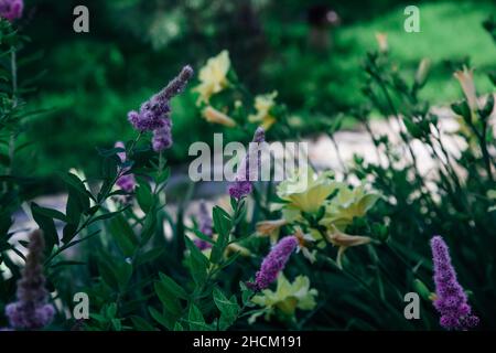 Bella-aspetto attraente viola e giallo chiaro piccoli fiori tra le altre piante verdi che crescono in flowerbed sul lato del marciapiede di giorno. Incantevole Foto Stock