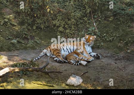 madre siberiana tigre con il suo cucciolo disteso su un prato. potente gatto predatore. Il gatto più grande del mondo e minacciato di estinzione Foto Stock