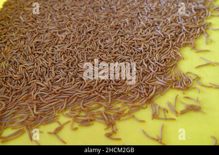 Mealworm beetle tenebrio molitor, indonesiano chiamato ulat hongkong. Ottimo per il cibo degli uccelli Foto Stock