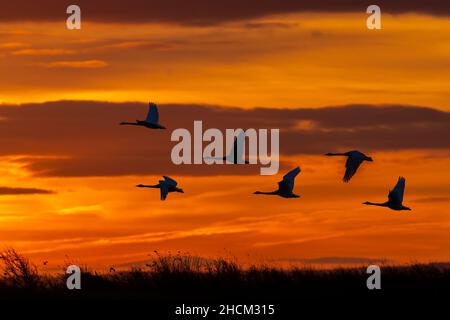 I cigni di Whooper (Cygnus cygnus) in volo, Caerlaverock WWT, Dumfries & Galloway, Scozia, Regno Unito Foto Stock