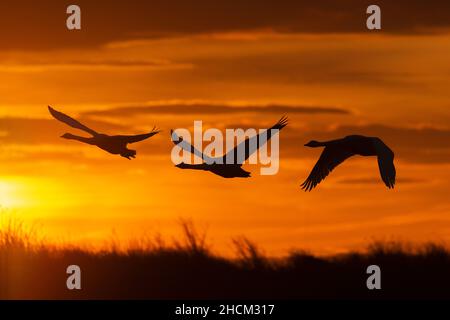 I cigni di Whooper (Cygnus cygnus) in volo, Caerlaverock WWT, Dumfries & Galloway, Scozia, Regno Unito Foto Stock
