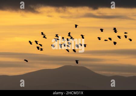 Lappwing (Vanellus vanellus) Flock, Caerlaverock WWT Reserve, Dumfries & Galloway, Scozia Foto Stock