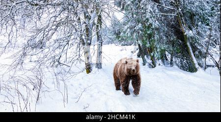 Orso a piedi nella foresta innevata. Foto Stock