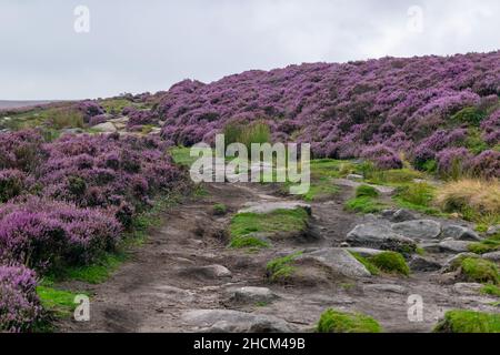 Sentiero roccioso di fronte circondato da erba e cespugli di erica viola. Pista che conduce sulla collina fino al bordo del Peak District che si affaccia sul lago artificiale Derwent Foto Stock