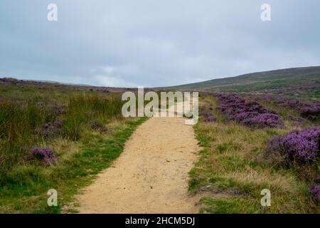 Lungo sentiero rettilineo che conduce attraverso la collina nel Peak District. Ampio paesaggio di trekking percorso sabbioso, erica viola e erba sui lati Foto Stock