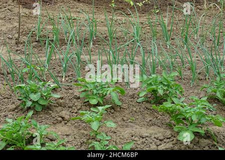 Giardino cucina, orto con patate e cipolla Foto Stock