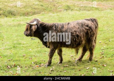 Bovini da altopiano a capelli lunghi, Bos (primigenius) taurus, mucca scozzese Foto Stock