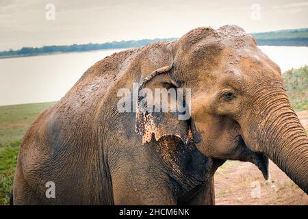Elefante asiatico coperto di fango sulla baia di un lago in Sri Lanka Foto Stock