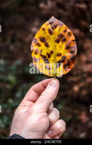 Mano che tiene un giallo selvaggio e macchia scura foglia singola tra le dita durante l'autunno nella foresta Foto Stock