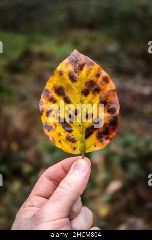 Mano che tiene un giallo selvaggio e macchia scura foglia singola tra le dita durante l'autunno nella foresta Foto Stock