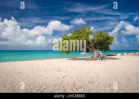 Un iconico albero Divi a vento su una spiaggia di sabbia bianca di Aruba durante una splendida giornata di sole. Foto Stock