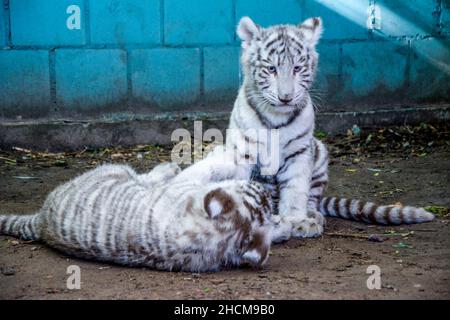 Due tigri bianche sono sedute a terra. Foto Stock