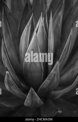 Scatto in scala di grigi di Agave tequilana che cresce in un giardino con uno sfondo sfocato Foto Stock