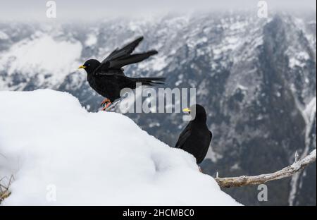 Primo piano di due scacchiodi alpini neri seduti su un ramo contro montagne innevate Foto Stock