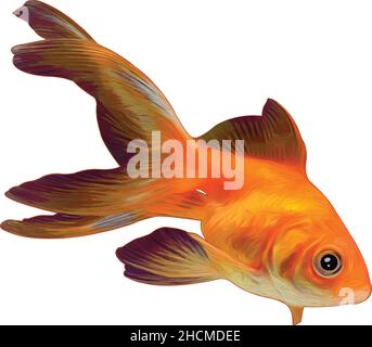 goldfish - grafica vettoriale realistica Illustrazione Vettoriale