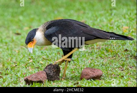 La caracara crestata meridionale (Caracara plancus) si erge da sola, un uccello di preda della famiglia Falconidae, che è limitata al centro Foto Stock