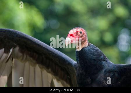 L'immagine closeup del tacchino avvoltoio . È il più diffuso degli avvoltoi del nuovo mondo. È un scavenger e si nutre quasi esclusivamente di carion. Foto Stock