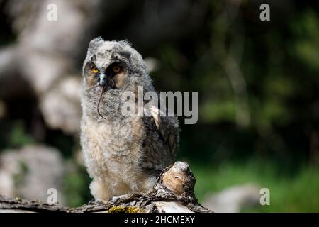 Pulcino di gufo dall'orrido lungo Foto Stock
