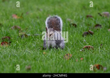 Scoiattolo grigio, Sciurus carolinensis guardando la telecamera con la loro coda folta sollevata, seduto su erba verde con foglie autunnali Foto Stock