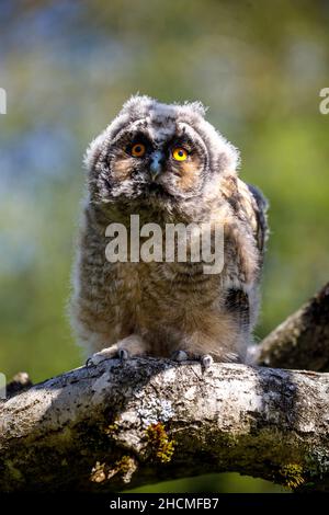 Pulcino di gufo dall'orrido lungo Foto Stock