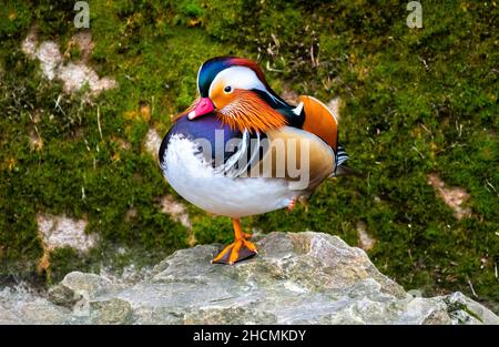 Anatra mandarino maschio (Aix Galericulata) con piumaggio colorato Balancing su pietra Foto Stock