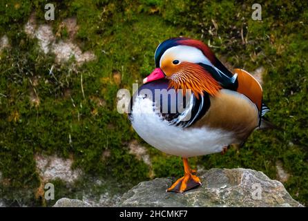 Anatra mandarino maschio (Aix Galericulata) con piumaggio colorato Balancing su pietra Foto Stock