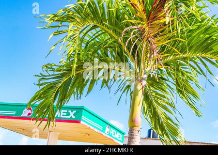 Chiquilá Messico 21.December 2021 Palma messicana naturale tropicale con sfondo cielo blu e distributore di benzina Pemex a Chiquilá Lázaro Cárdenas Messico. Foto Stock