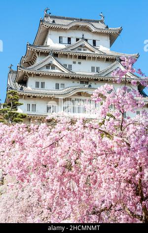 Il torrente principale del castello di Himeji che torreggia sopra contro un cielo blu chiaro e fiori di ciliegi rosa in primo piano oscura parte del torrente del castello. Foto Stock