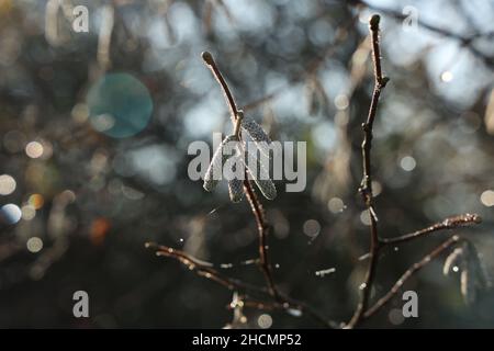 Rami di albero con orecchini in tempo di sole. Foto Stock