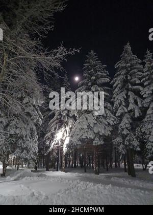 Paesaggio invernale. Grandi alberi di abete rosso nella neve di notte. Nevicate in città. Foto Stock