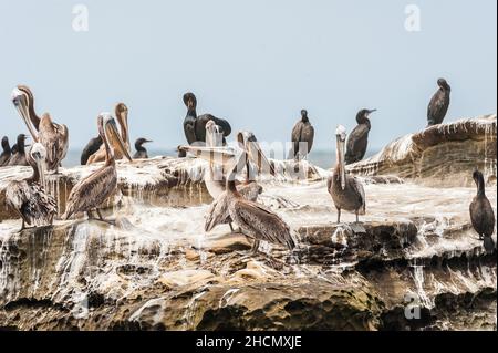 Gruppo di uccelli, pellicani bruni e cormorani a Seal Rock sulla spiaggia la Jolla in California. Foto Stock