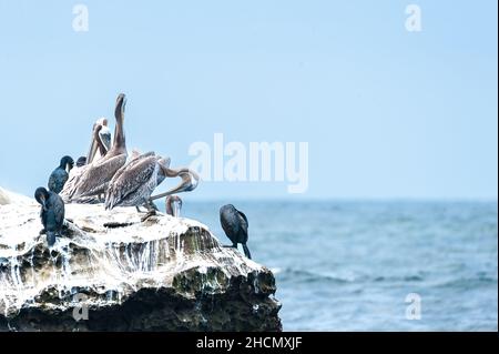 Gruppo di uccelli, pellicani bruni e cormorani a Seal Rock sulla spiaggia la Jolla in California. Foto Stock