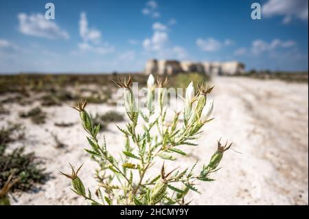 Bractless Stickleaf pianta in sabbia asciutta terra adiacente al Monument Rocks in Kansas Foto Stock