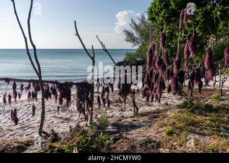 Alghe rosa - alghe secche appese su una corda sulla spiaggia dell'isola di Pemba, Tanzania. Foto Stock