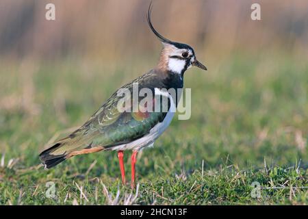 Lappata settentrionale (Vanellus vanellus) maschio foraging in prato in primavera Foto Stock