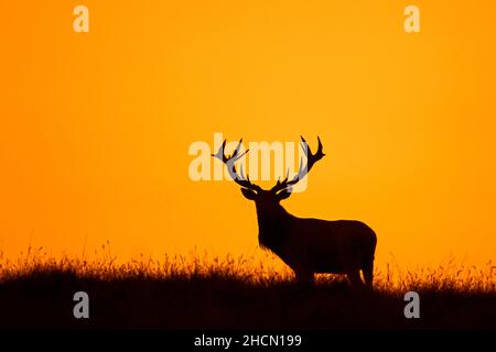 Cervo solitario rosso (Cervus elaphus) stag silhouetted contro il cielo arancione del tramonto Foto Stock