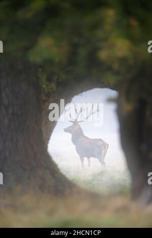 Cervo rosso (Cervus elaphus) affondato in prateria al bordo della foresta coperto in nebbia di mattina presto / nebbia durante il rut in autunno Foto Stock