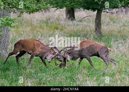 Due cervi rossi (Cervus elaphus) che combattono bloccando le formiche durante la feroce battaglia di accoppiamento in praterie ai margini della foresta durante il rut in autunno Foto Stock