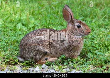 Il coniglio di Cottontail orientale è il coniglio diffuso più largo dell'America del Nord orientale e trovato vicino all'abitazione umana. È preda per molte specie Foto Stock