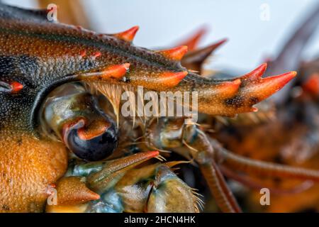 Dettaglio degli occhi di un'aragosta isolata su sfondo bianco Foto Stock