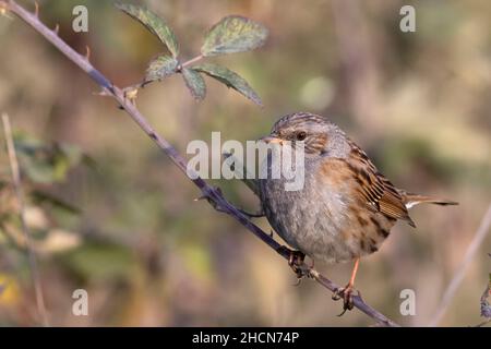 dunnock adulto, passero siepe, prunella modularis, arroccato su un ramo nella campagna abruzzese, Italia Foto Stock