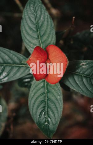 Fiore rosso di Palicourea elata, precedentemente Psychotria elata, comunemente noto come ragazza bacio Foto Stock