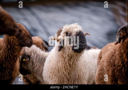 Famosa pecora del Vallese. Carino Vallese Blacknose pecora in giorno di pioggia. Svizzera. Foto Stock