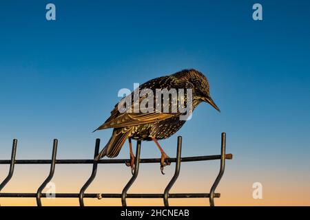 estornino pinto uccello in irlanda tramonto Foto Stock