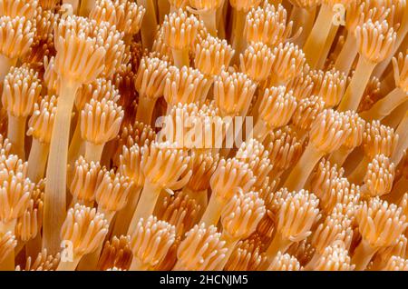 Corallo di flowerpot, Goniopora lobata, Alor, Nusa Tenggara, Indonesia, Pacifico Foto Stock
