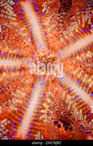 Riccio di mare radiante, Astropyga radiata, Alor, Nusa Tenggara, Indonesia, Pacifico Foto Stock