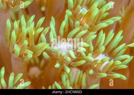 Corallo di flowerpot, polipi di Goniopora palmensis, Alor, Nusa Tenggara, Indonesia, Pacifico Foto Stock