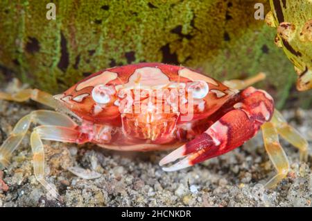 Granchio da nuoto Harlequin, Lissocarcinus laevis, Alor, Nusa Tenggara, Indonesia, Pacifico Foto Stock