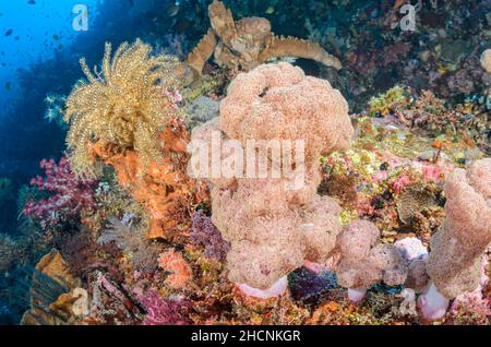 Scena della barriera corallina con corallo ad albero, Dendronephthya sp., e stelle di piuma, Clarkcomanthus alternans, Alor, Nusa Tenggara, Indonesia, Pacifico Foto Stock