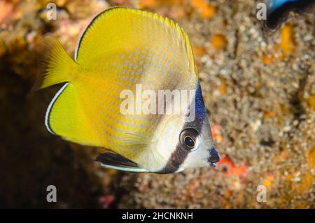 Pesce farfalla di Klein, Chaetodon kleinii, Alor, Nusa Tenggara, Indonesia, Pacifico Foto Stock